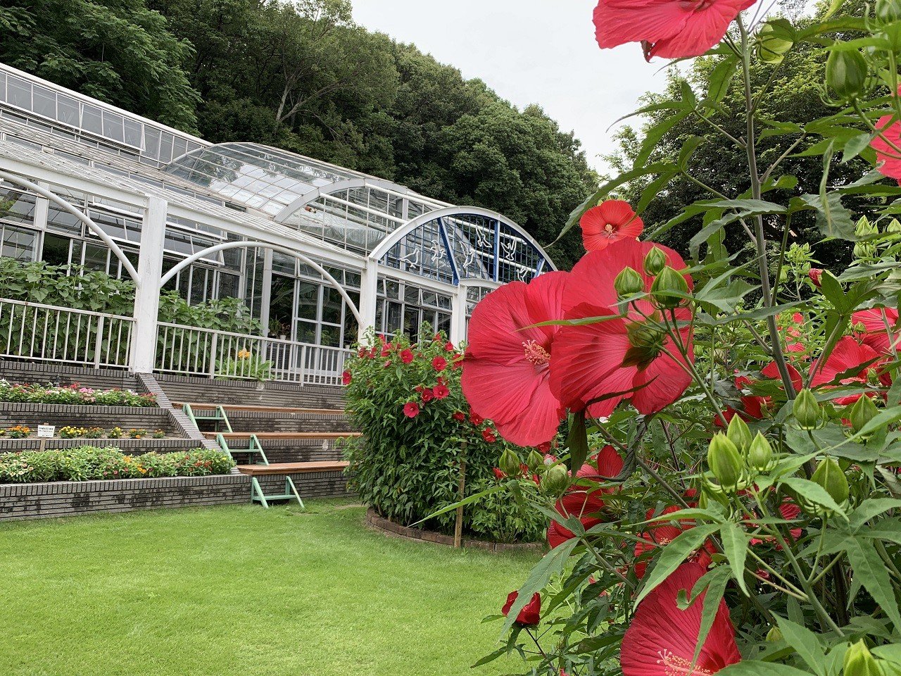 🌸 사츠키 산 녹지 도시녹화 식물원 (사츠키야마 료쿠치 토시료쿠카 쇼쿠부츠엔) 이미지 5